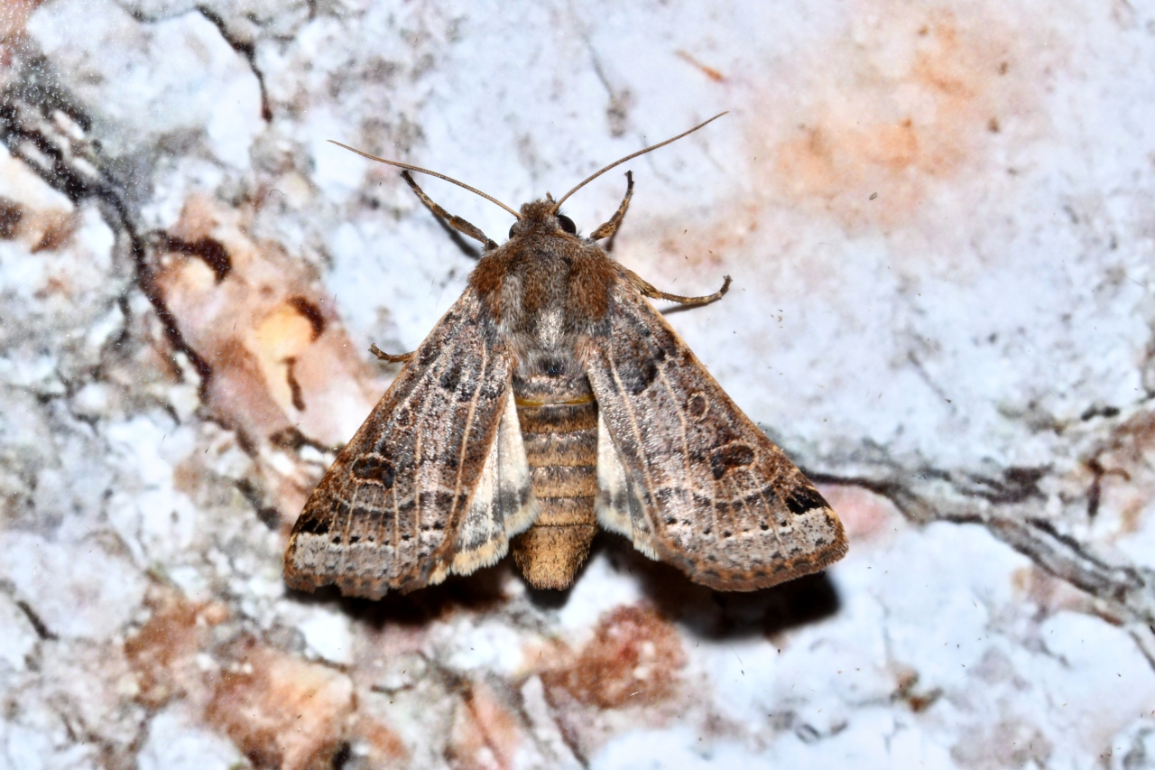 Anchoscelis lunosa (Haworth, 1809) - Xanthie lunulée