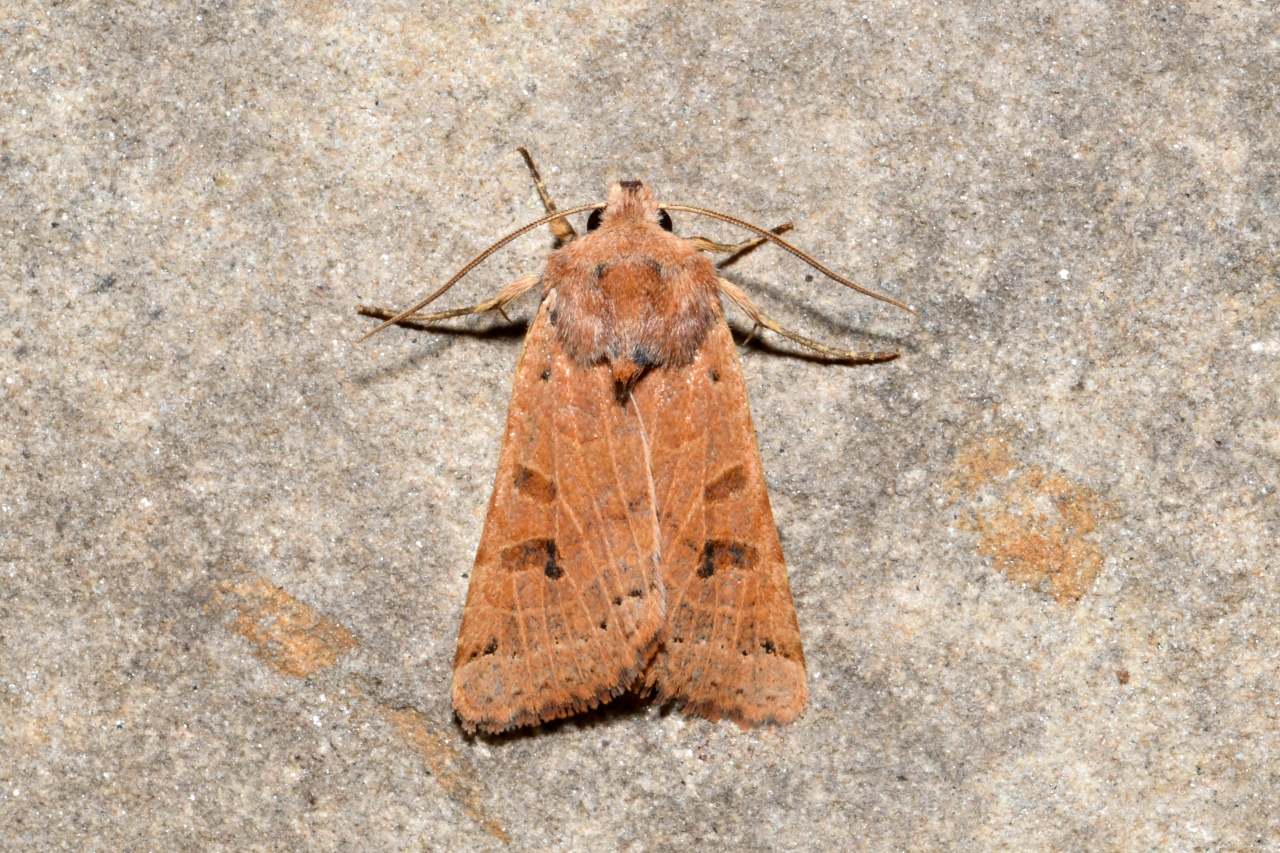 Anchoscelis lunosa (Haworth, 1809) - Xanthie lunulée