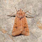 Anchoscelis lunosa (Haworth, 1809) - Xanthie lunulée