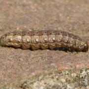 Anchoscelis lunosa (Haworth, 1809) - Xanthie lunulée (chenille)