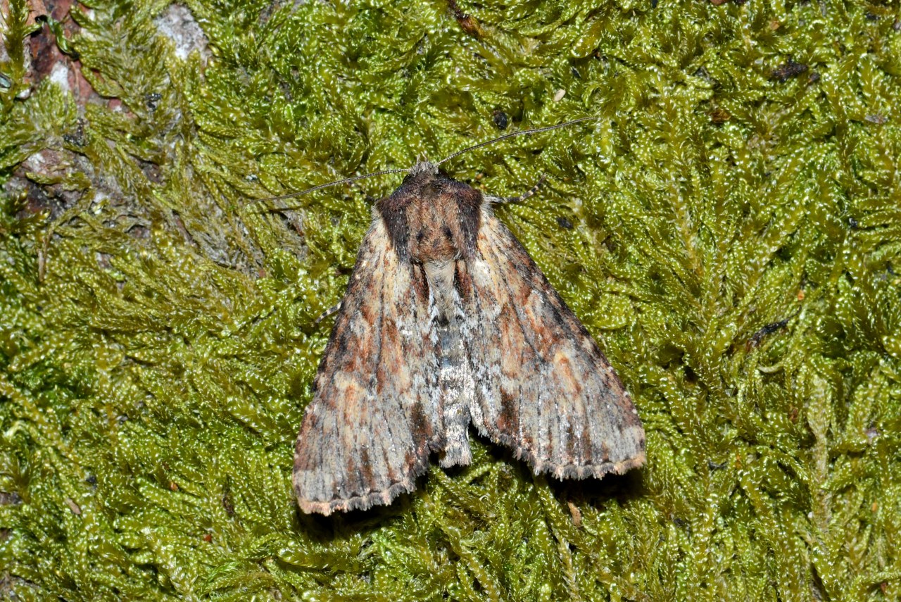 Apamea crenata (Hufnagel, 1766) - Campagnarde