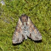 Apamea crenata (Hufnagel, 1766) - Campagnarde