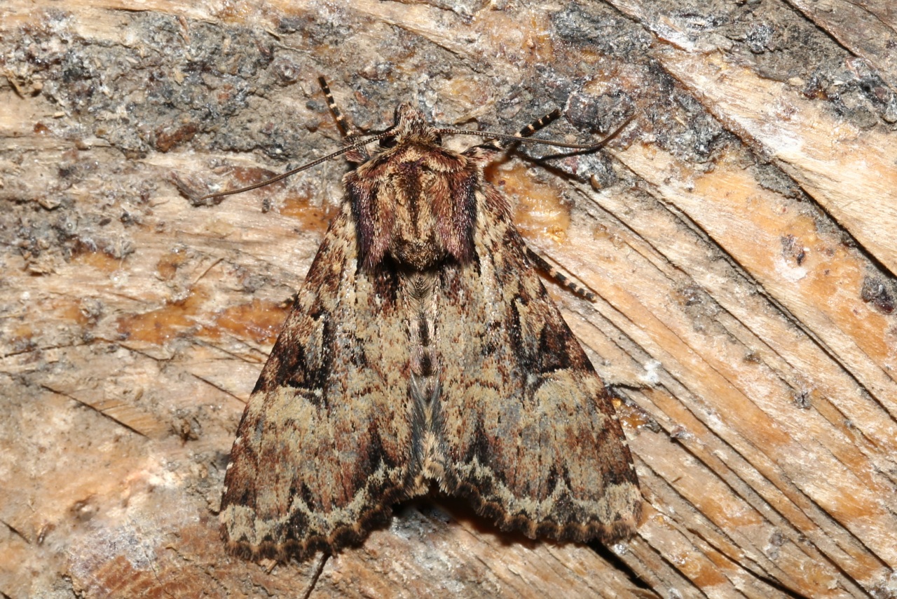 Apamea epomidion (Haworth, 1809) - Noctuelle hépatique