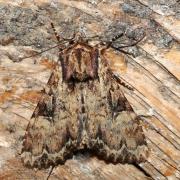 Apamea epomidion (Haworth, 1809) - Noctuelle hépatique