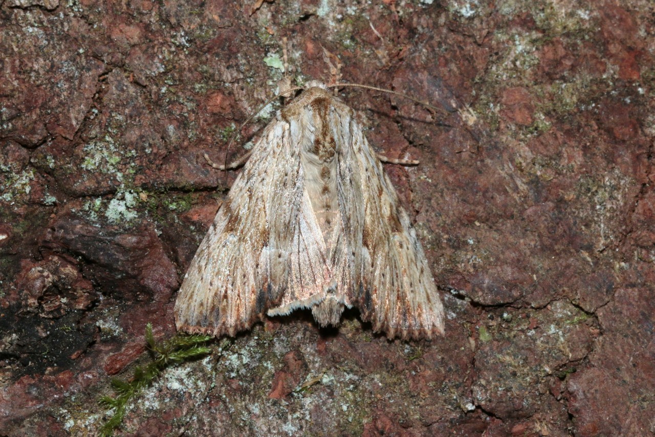 Apamea lithoxylaea (Denis & Schiffermüller, 1775) - Doucette