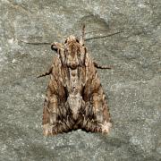 Apamea monoglypha (Hufnagel, 1766) - Monoglyphe