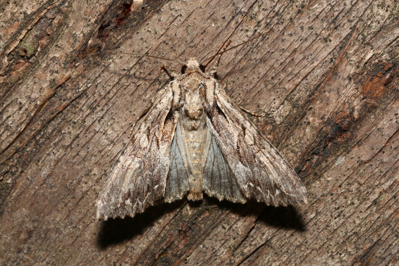 Apamea monoglypha (Hufnagel, 1766) - Monoglyphe