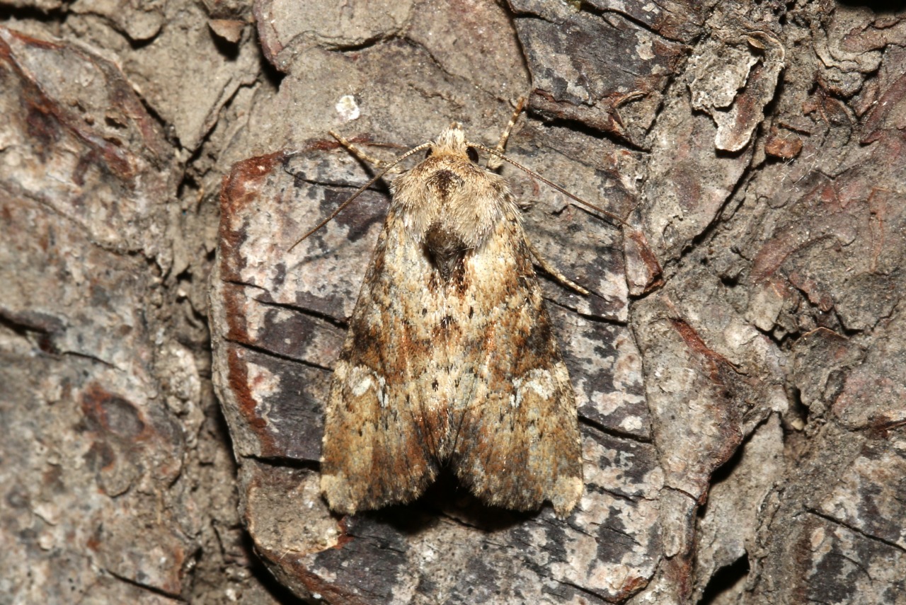 Apamea scolopacina (Esper, 1788) - Noctuelle mignonne