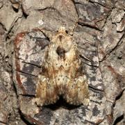 Apamea scolopacina (Esper, 1788) - Noctuelle mignonne