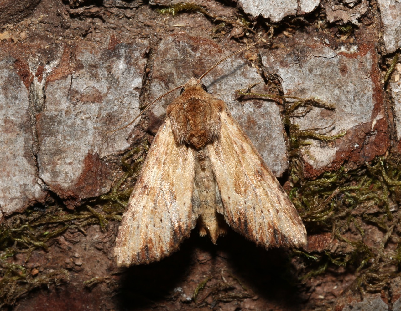 Apamea sublustris (Esper, 1788) - Abromiade ochracée