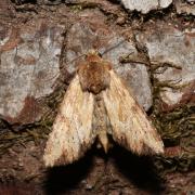 Apamea sublustris (Esper, 1788) - Abromiade ochracée