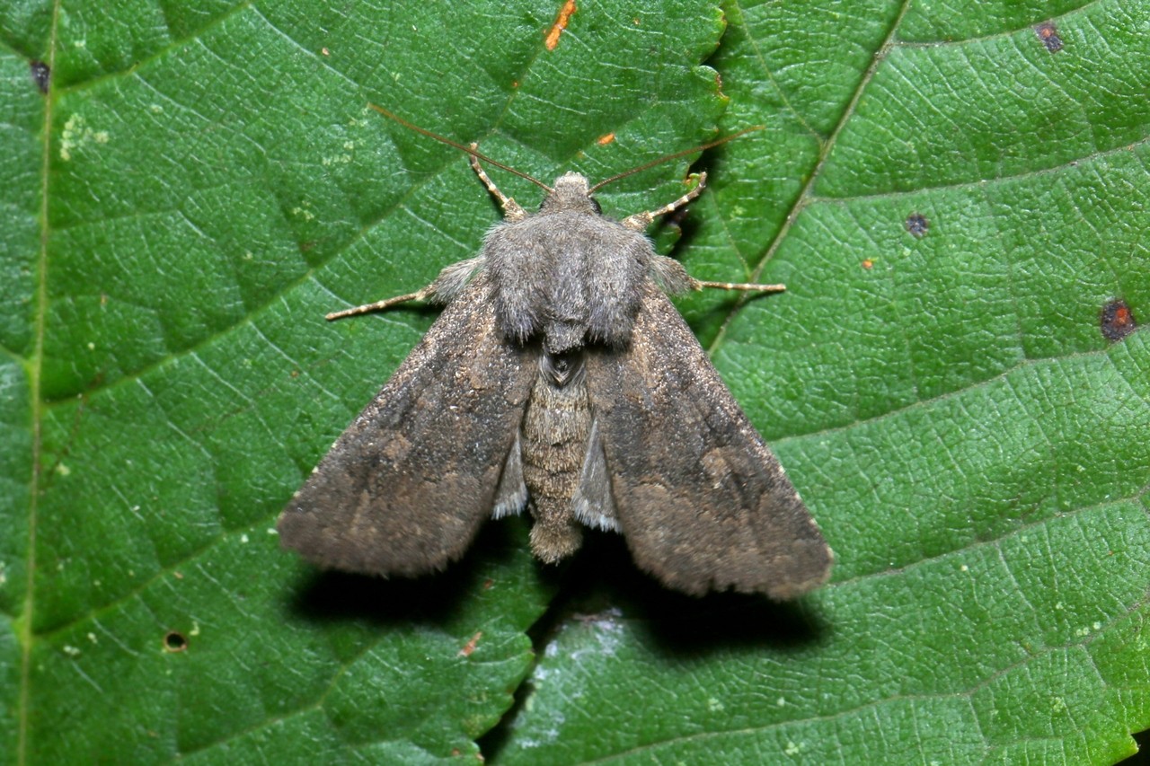 Aporophyla lueneburgensis (Freyer, 1848) - Noctuelle boueuse