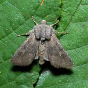 Aporophyla lueneburgensis (Freyer, 1848) - Noctuelle boueuse