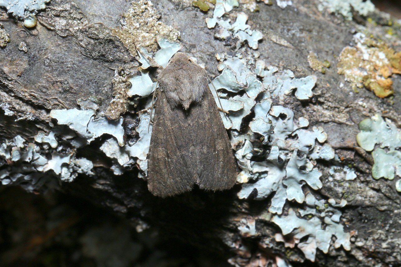 Aporophyla lueneburgensis (Freyer, 1848) - Noctuelle boueuse (femelle)