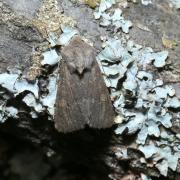 Aporophyla lueneburgensis (Freyer, 1848) - Noctuelle boueuse (femelle)