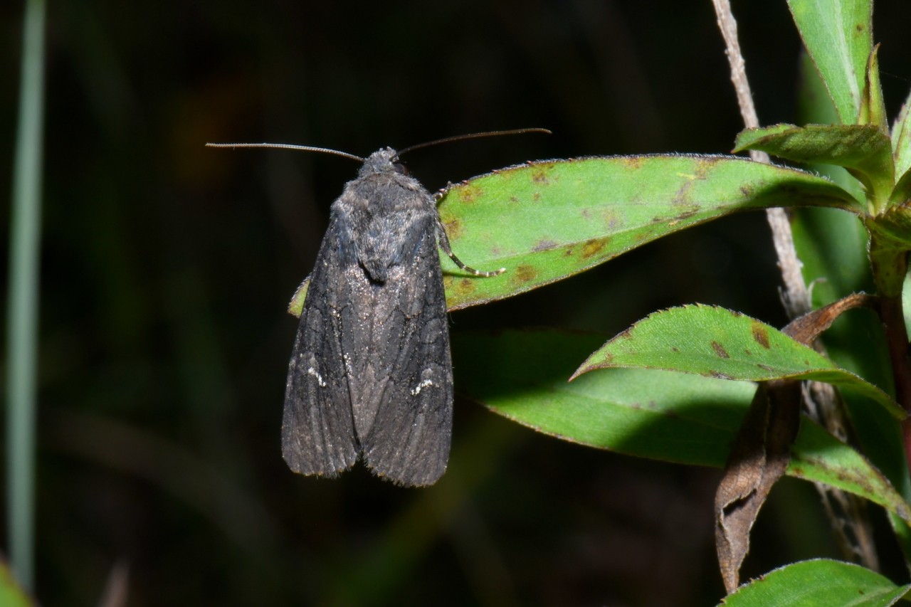 Aporophyla nigra (Haworth, 1809) - Noctuelle anthracite (femelle) 