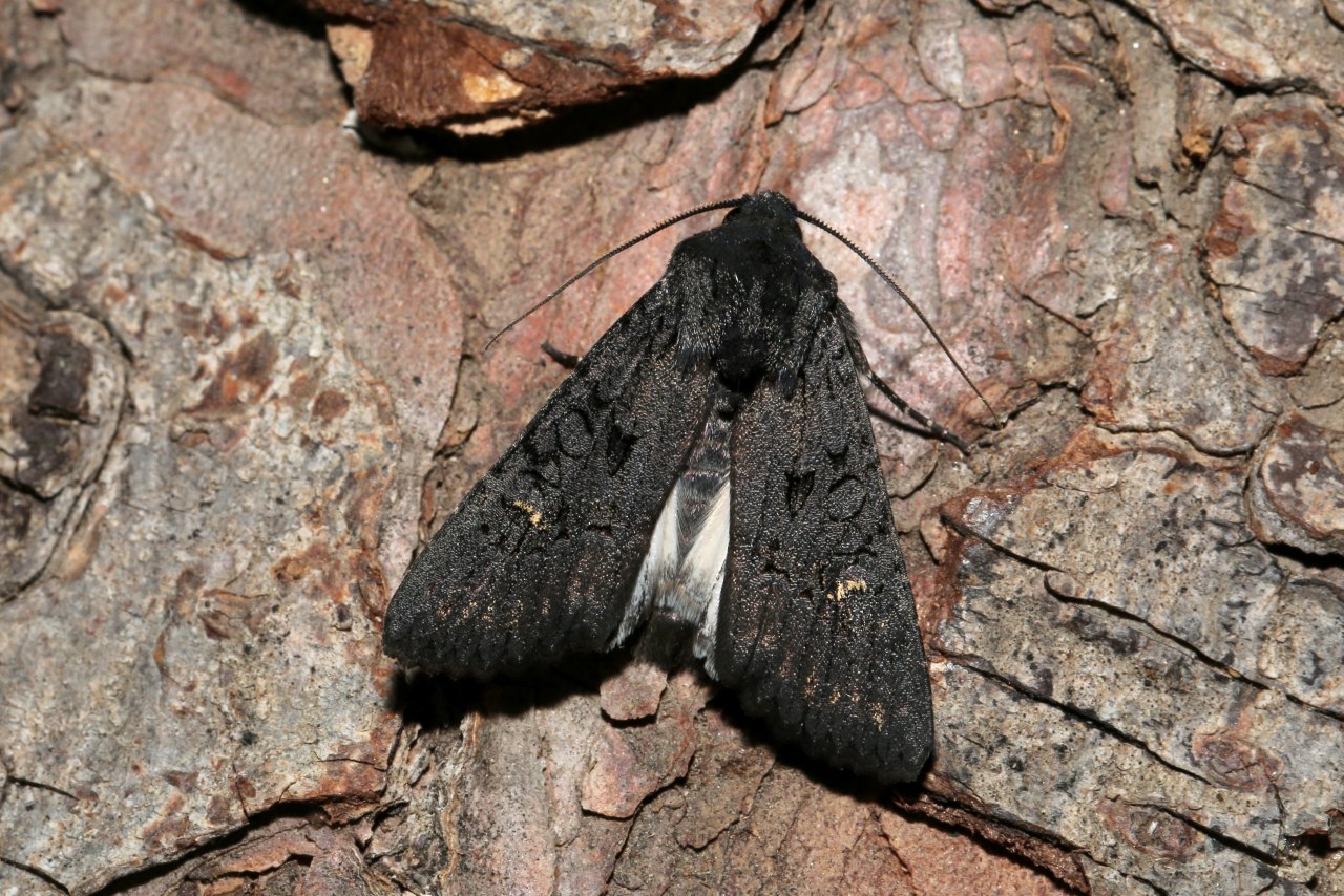 Aporophyla nigra (Haworth, 1809) - Noctuelle anthracite (mâle)