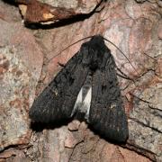 Aporophyla nigra (Haworth, 1809) - Noctuelle anthracite (mâle)