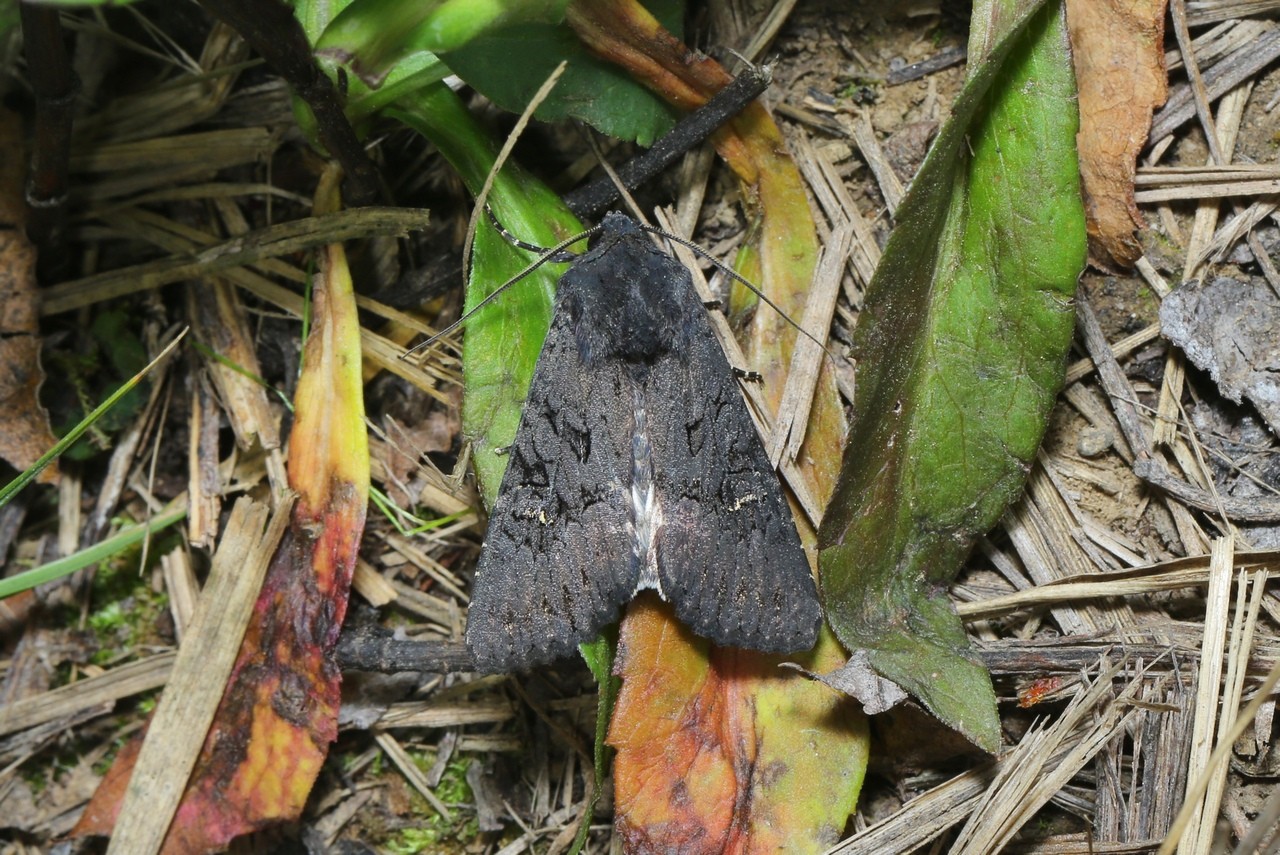 Aporophyla nigra (Haworth, 1809) - Noctuelle anthracite (mâle)