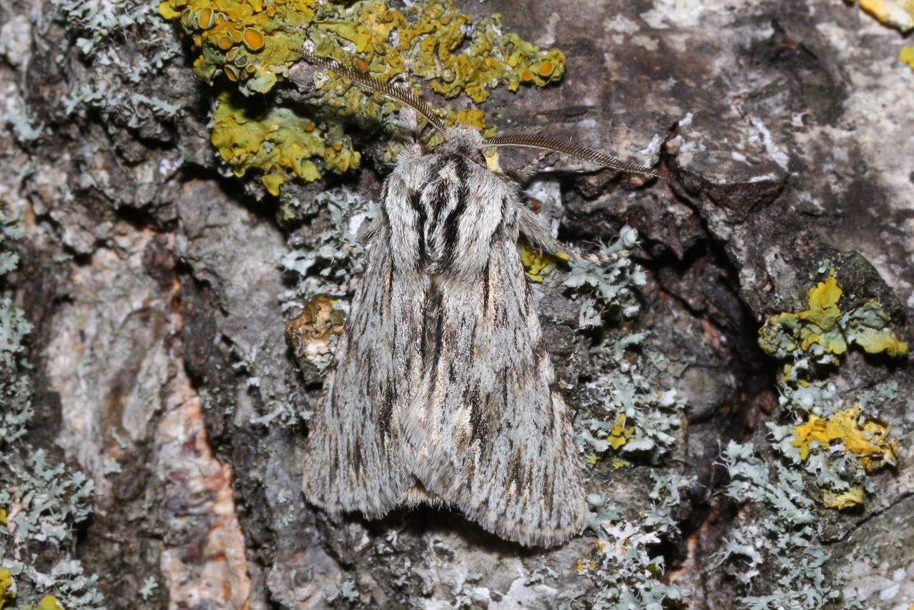 Asteroscopus sphinx (Hufnagel, 1766) - Noctuelle-Sphinx, Noctuelle de Cassini 