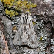 Asteroscopus sphinx (Hufnagel, 1766) - Noctuelle-Sphinx, Noctuelle de Cassini 