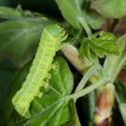 Asteroscopus sphinx (Hufnagel, 1766) - Noctuelle-Sphinx, Noctuelle de Cassini (chenille)