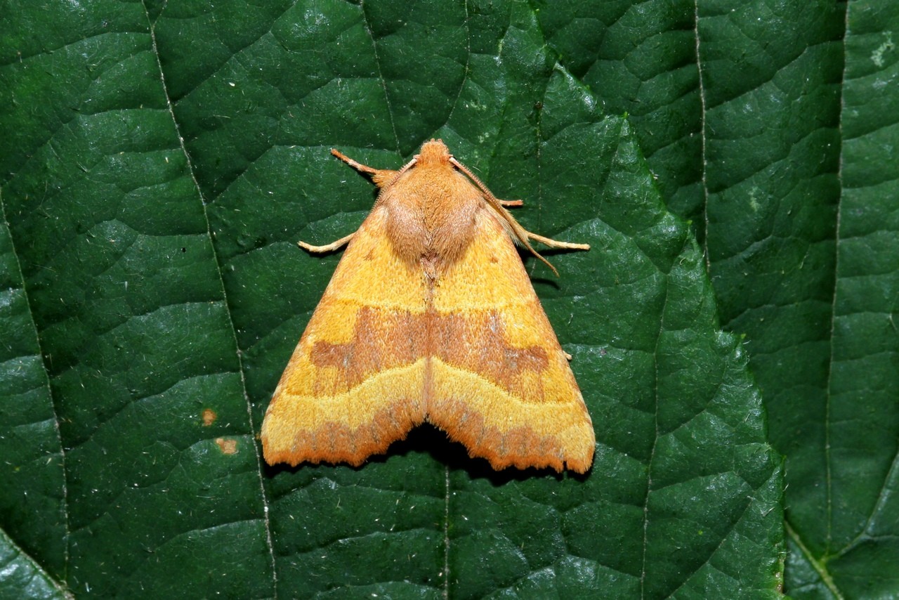 Atethmia centrago (Haworth, 1809) - Xanthie topaze 