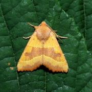 Atethmia centrago (Haworth, 1809) - Xanthie topaze 