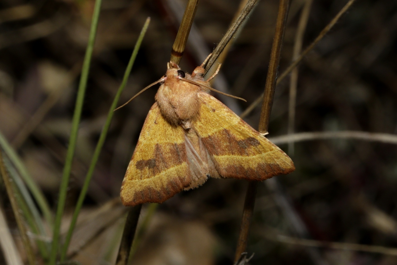 Atethmia centrago (Haworth, 1809) - Xanthie topaze