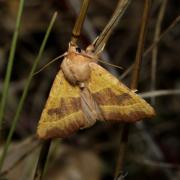 Atethmia centrago (Haworth, 1809) - Xanthie topaze