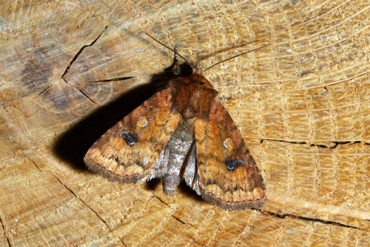 Atypha pulmonaris (Esper, 1790) - Caradrine de la Pulmonaire