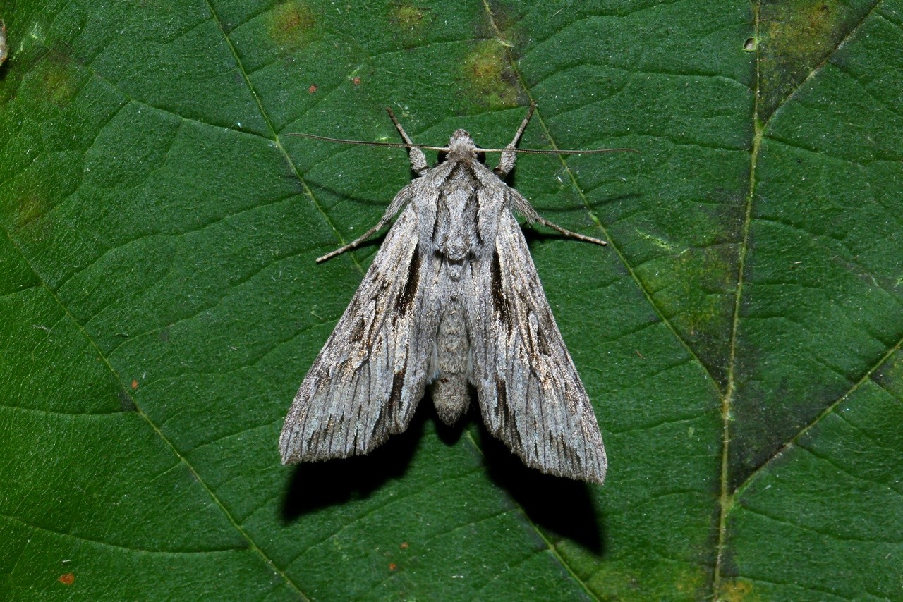 Auchmis detersa (Esper, 1787) - Noctuelle grisonne