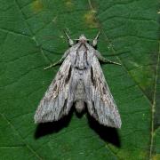 Auchmis detersa (Esper, 1787) - Noctuelle grisonne