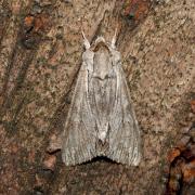 Auchmis detersa (Esper, 1787) - Noctuelle grisonne