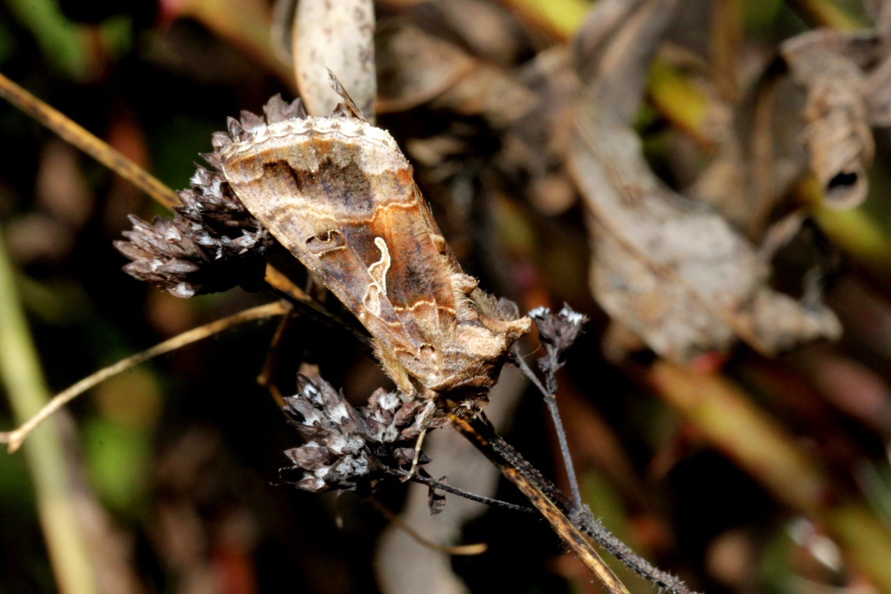 Autographa gamma (Linnaeus, 1758) - Gamma