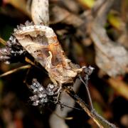 Autographa gamma (Linnaeus, 1758) - Gamma