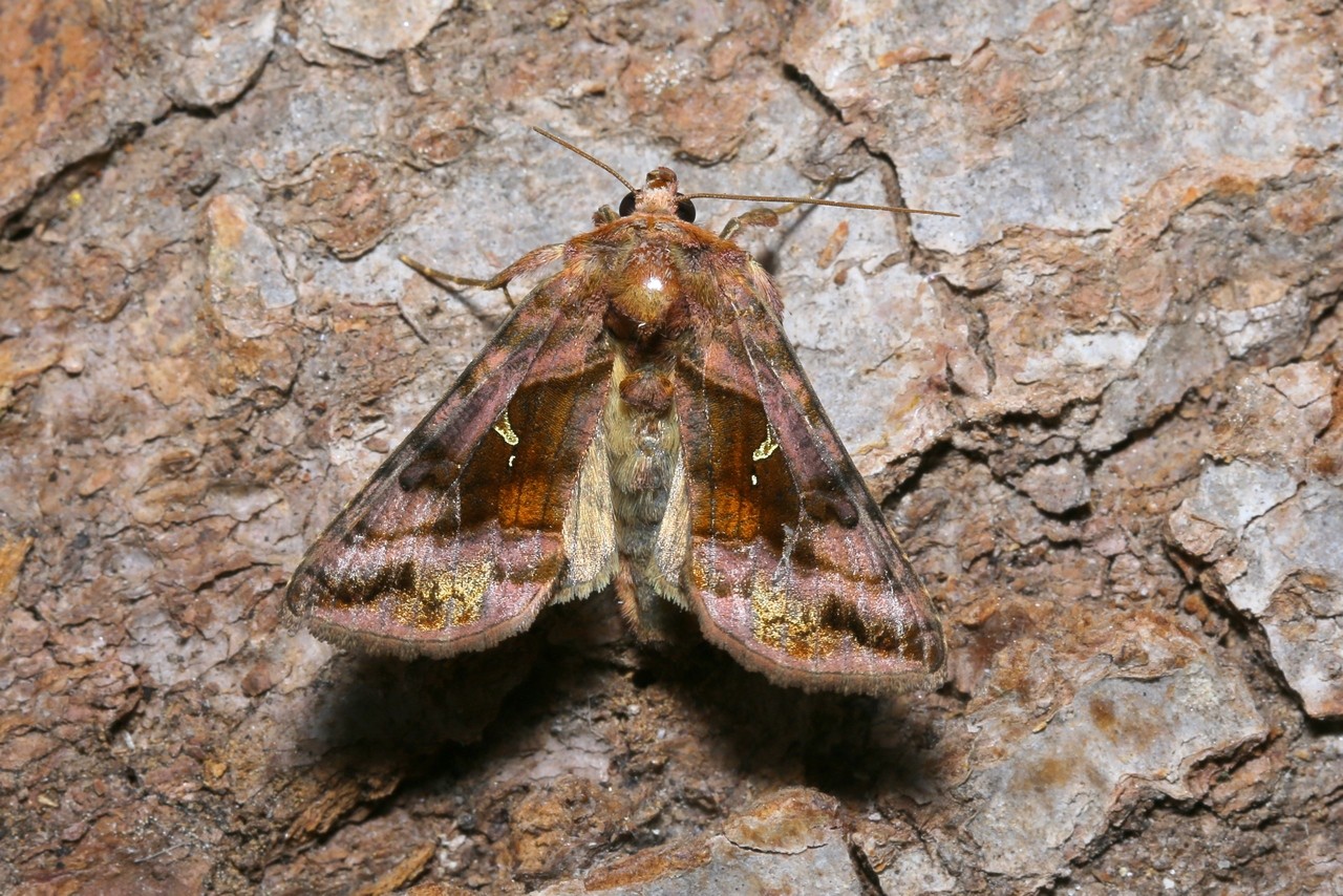 Autographa jota (Linnaeus, 1758) - Le Iota