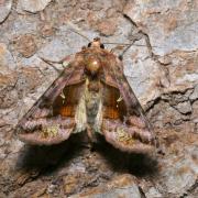 Autographa jota (Linnaeus, 1758) - Le Iota