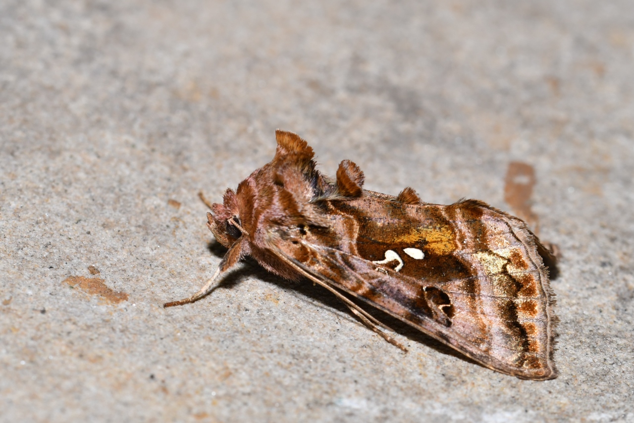 Autographa pulchrina (Haworth, 1809) - V d'or