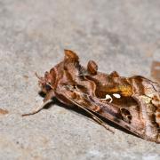 Autographa pulchrina (Haworth, 1809) - V d'or