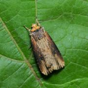 Axylia putris (Linnaeus, 1760) - Noctuelle putride, Putride