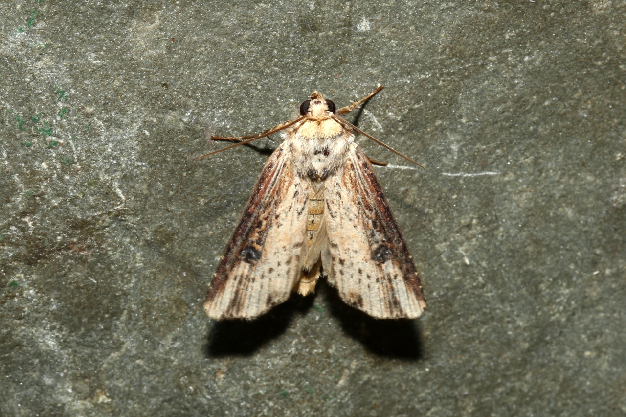 Axylia putris (Linnaeus, 1760) - Noctuelle putride, Putride