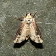 Axylia putris (Linnaeus, 1760) - Noctuelle putride, Putride