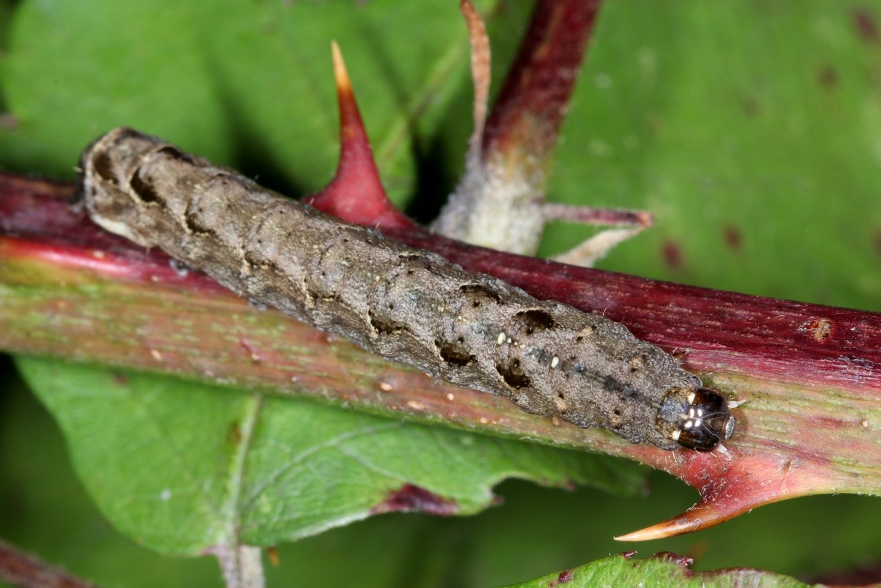 Axylia putris (Linnaeus, 1760) - Noctuelle putride, Putride (chenille)