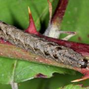 Axylia putris (Linnaeus, 1760) - Noctuelle putride, Putride (chenille)