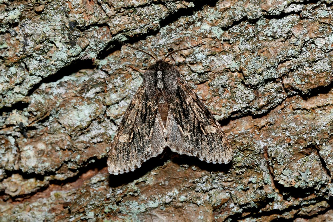 Brachionycha nubeculosa (Esper, 1785) - Noctuelle nubéculeuse