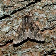 Brachionycha nubeculosa (Esper, 1785) - Noctuelle nubéculeuse