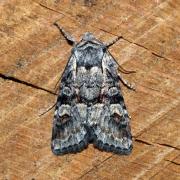 Brachylomia viminalis (Fabricius, 1777) - Noctuelle de l'Osier