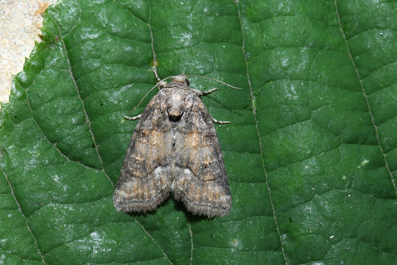 Bryophila ravula (Hübner, 1813) - Bryophile lupuline