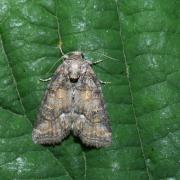 Bryophila ravula (Hübner, 1813) - Bryophile lupuline